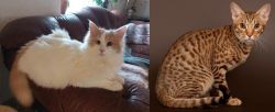 Turkish Van vs Ocicat - Breed Comparison