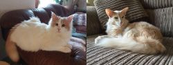 Turkish Van vs Oriental Longhair - Breed Comparison