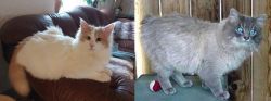 Turkish Van vs Owyhee Bob - Breed Comparison