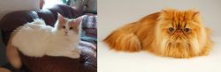 Turkish Van vs Persian - Breed Comparison