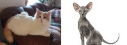 Turkish Van vs Peterbald - Breed Comparison