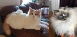 Turkish Van vs Ragdoll - Breed Comparison
