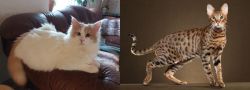 Turkish Van vs Savannah - Breed Comparison