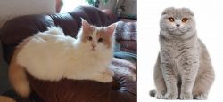 Turkish Van vs Scottish Fold - Breed Comparison