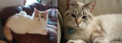 Turkish Van vs Siamese/Tabby - Breed Comparison