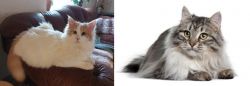 Turkish Van vs Siberian - Breed Comparison