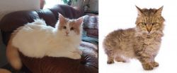 Turkish Van vs Skookum - Breed Comparison