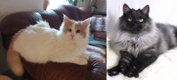 Turkish Van vs Smoke - Breed Comparison