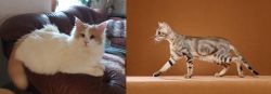 Turkish Van vs Sokoke - Breed Comparison