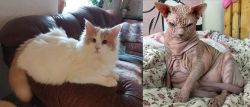 Turkish Van vs Sphynx - Breed Comparison