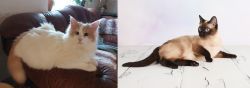 Turkish Van vs Thai - Breed Comparison