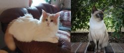 Turkish Van vs Tonkinese - Breed Comparison