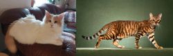 Turkish Van vs Toyger - Breed Comparison