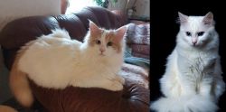 Turkish Van vs Turkish Angora - Breed Comparison