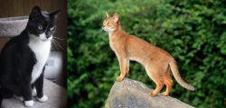 Tuxedo vs Abyssinian - Breed Comparison