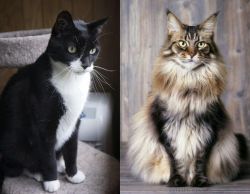 Tuxedo vs American Longhair - Breed Comparison