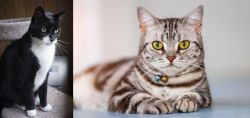 Tuxedo vs American Shorthair - Breed Comparison