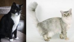 Tuxedo vs Asian Semi-Longhair - Breed Comparison