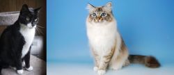 Tuxedo vs Birman - Breed Comparison