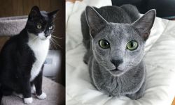 Tuxedo vs Blue Russian - Breed Comparison