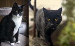 Tuxedo vs Bombay - Breed Comparison