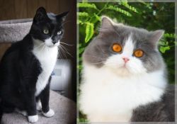 Tuxedo vs British Longhair - Breed Comparison