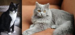 Tuxedo vs British Semi-Longhair - Breed Comparison