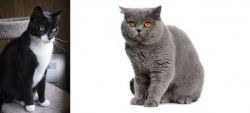 Tuxedo vs British Shorthair - Breed Comparison