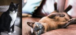 Tuxedo vs Burmese - Breed Comparison