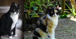 Tuxedo vs Calico - Breed Comparison