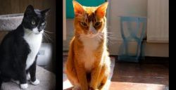 Tuxedo vs Chausie - Breed Comparison