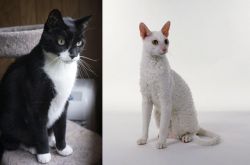 Tuxedo vs Cornish Rex - Breed Comparison