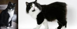 Tuxedo vs Cymric - Breed Comparison