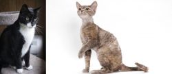 Tuxedo vs Devon Rex - Breed Comparison