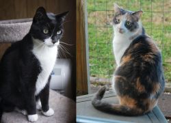 Tuxedo vs Dilute Calico - Breed Comparison