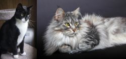 Tuxedo vs Domestic Longhaired Cat - Breed Comparison