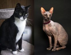 Tuxedo vs Don Sphynx - Breed Comparison