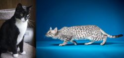 Tuxedo vs Egyptian Mau - Breed Comparison