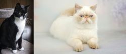 Tuxedo vs Exotic Shorthair - Breed Comparison