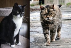 Tuxedo vs Farm Cat - Breed Comparison