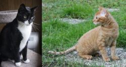 Tuxedo vs German Rex - Breed Comparison