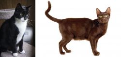Tuxedo vs Havana Brown - Breed Comparison