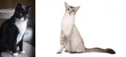 Tuxedo vs Javanese - Breed Comparison