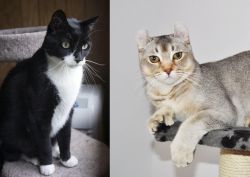 Tuxedo vs Jungle-Curl - Breed Comparison