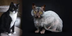 Tuxedo vs Lykoi - Breed Comparison