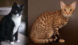 Tuxedo vs Ocicat - Breed Comparison