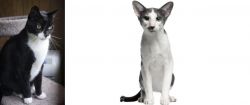 Tuxedo vs Oriental Bicolour - Breed Comparison