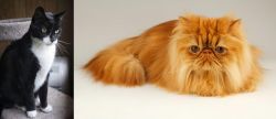 Tuxedo vs Persian - Breed Comparison