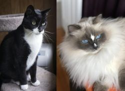 Tuxedo vs Ragdoll - Breed Comparison