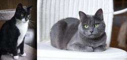 Tuxedo vs Russian Blue - Breed Comparison